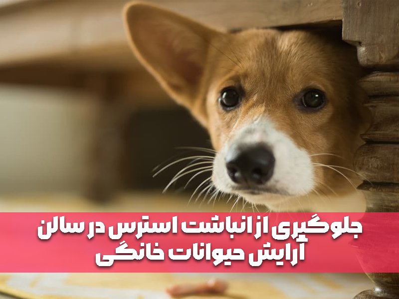 جلوگیری از انباشت استرس در سالن آرایش حیوانات خانگی